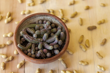 Echinopsis chamaecereus cactus with peanuts