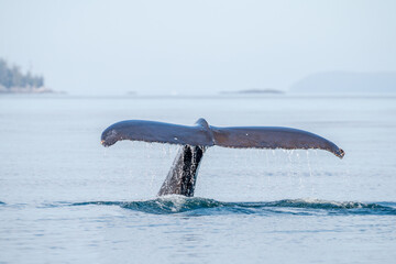 A closeup of the tail of a Humpback Whale at Vancouver Island, Canada. Megaptera novaeangliae.