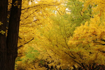 北海道大学のイチョウ並木
