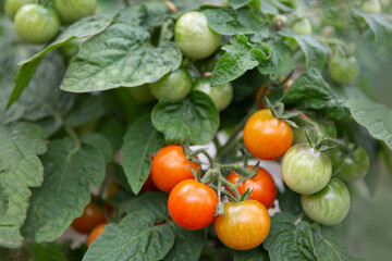Tomatoes ripen in a greenhouse in green foliage. Household farming, agricultural culture, ecological natural products, ecological farming concept