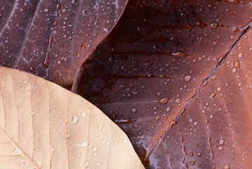 Magnolia leaves in autumn with raindrops