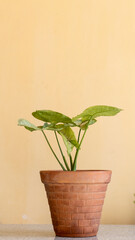 Syngonium plant with copy space
