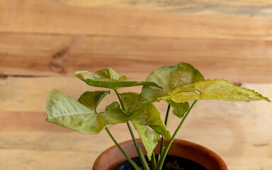 Syngonium light green color plant with wooden background