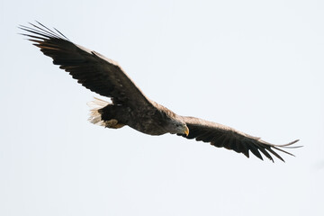 white tail eagle