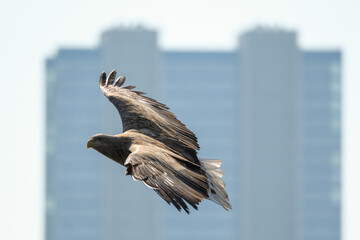 white tail eagle