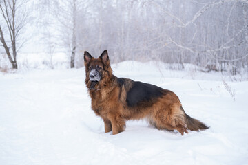 German shepherd dog walks in nature in snowdrifts in winter. Snowy weather for walking with a pet.