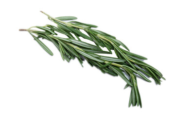 Fototapeta premium Close up of fresh green rosemary herb leaves isolated on white background.