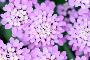 Obraz premium Lilac flowers with soft selective focus. Dreamy image of beautiful nature. Summer blurred background in lilac colors.