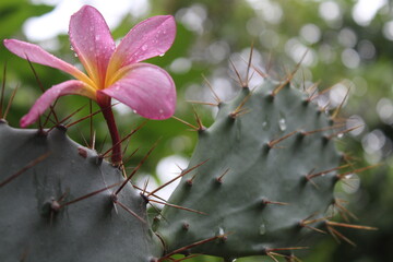 plumeria and cactus
