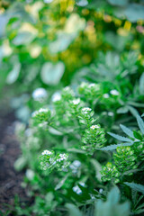 Green leaves of flowers with soft selective focus. Dreamy image of beautiful nature. Summer blurred background in green tones.