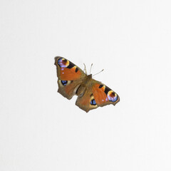 Peacock butterfly on white textured background. Square format.