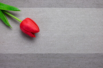 Tulip flower on gray background, Red tulip, Valentine's day background used for desktop wallpaper or website design.