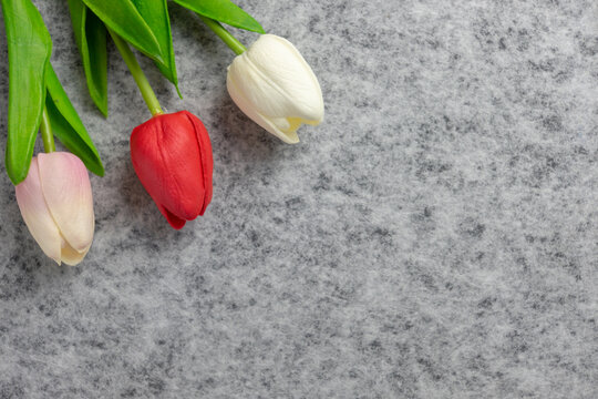 Tulips flower on gray background, white and red tulips, Valentine's day background used for desktop wallpaper or website design.
