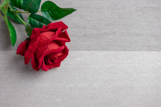 Rose flower on gray background, Valentine's day background used for desktop wallpaper or website design.
