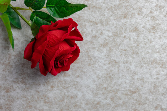 Rose flower on gray background, Valentine's day background used for desktop wallpaper or website design.