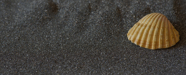 Seashell half on black volcanic sand