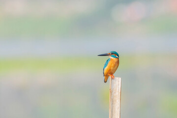 Common Kingfisher sits on a stick, seen in India