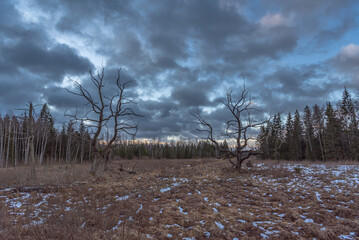 withered tree in an untreated meadow field