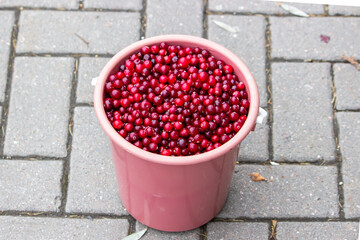 Bucket full of cranberries. Northern berries.