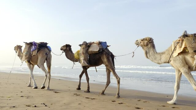 A camel (dromedary) caravan carrying bags walks along the beach. Transport, working animals in Essaouira, Morocco. 4k