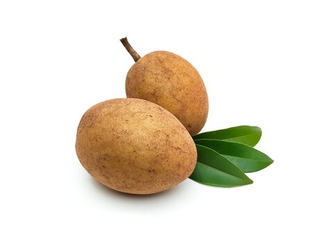 Fresh, organic, chemical-free sapodilla, sweet and appetizing taste, isolated on white background.