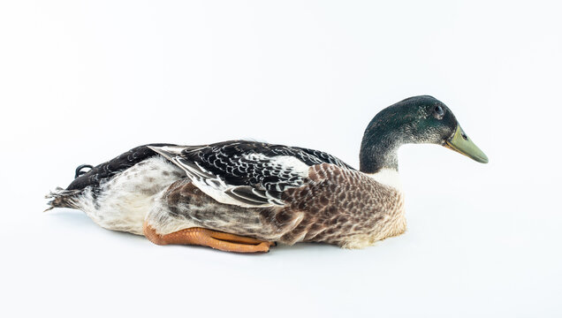 A Youxian duck on a white background