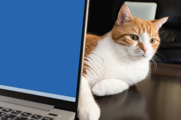ノートパソコンの裏で仕事の邪魔をする茶白猫
