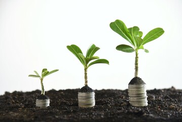 Fototapeta na wymiar plant growing from a pile of coins three step isolated white background