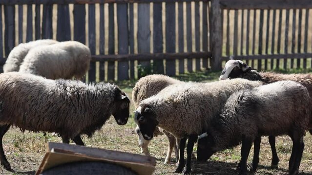 The rams are colliding. A sheep fight. A flock on a walk on a sunny day on a farm. Group of recently sheared sheep walking and eating in the field. A farm. 