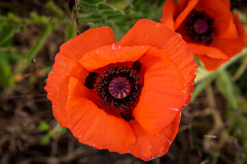 Closeup of a corn poppy in a field with blurry background