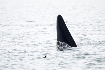 A male killer whale (Orcinus orca) at Vancouver Island, Canada