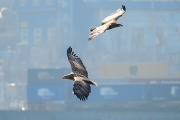 white tail eagle