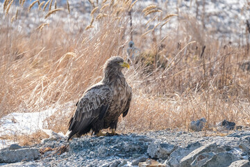 white tail eagle
