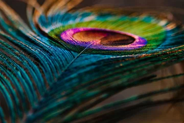 Fotobehang peacock feather close up. Mor pankh. Peafowl feather background. Beautiful peacock feather. © Jalpa Malam