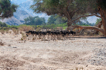 Fototapeta na wymiar Telephoto shot of a giant group of Ostriches crossing a dirt road, somewhere in Namibia.