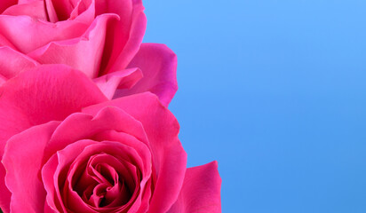 Rose buds. Blooming flowers with soft pink petals