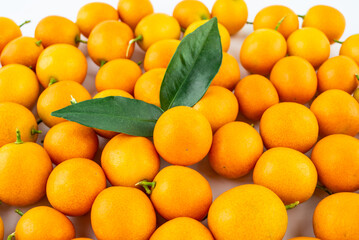 Autumn harvest of fresh fruit kumquats