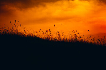 sunset in the field