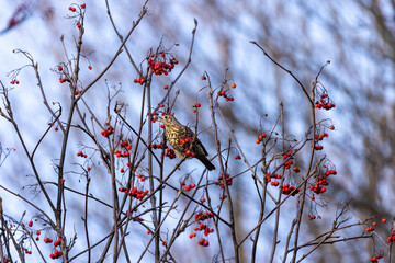 Mistle Thrush (Turdus viscivorus).