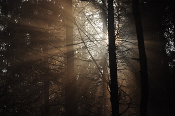 Dawn in the woods. Rays of the sun piercing the branches. Deep shadows and early spring fog in the forest. Drops dripping from spruce resin coll.