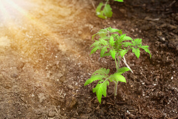 Young tomato seedling on a brown background

