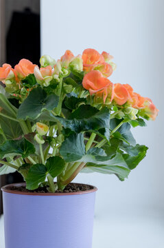 A hybrid begonia plant with spectacularly red orange double flowers.Delicate orange flowers of ampel begonia. selective focus