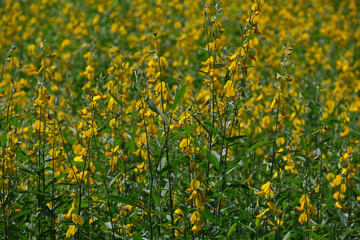 Beautiful yellow flowers blooming in summer time