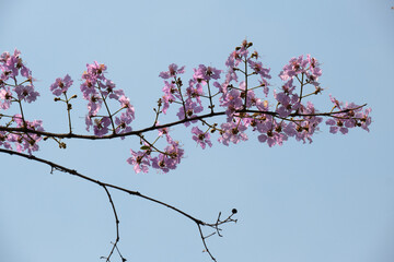 Beautiful purple flowers blossom in summer time