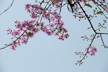 Beautiful purple flowers blossom in summer time