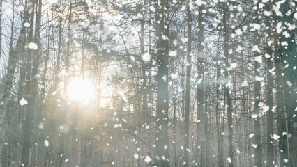 Birch and pine grove in the rays of dawn during a snowfall. Snowfall in sunny winter forest.