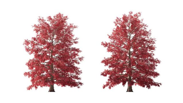 Isolated 3D realistic Red Maple tree on the wind, White background with transparent cut-out animation and alpha channel.