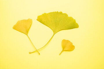 Naklejka premium autumn ginkgo leaves background material