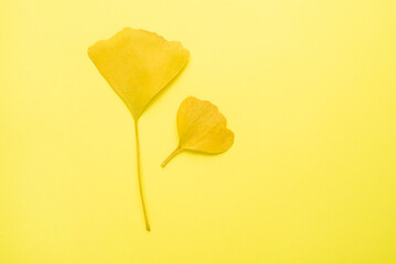 autumn ginkgo leaves background material