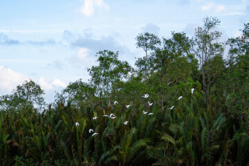 A flock of storks flying low across the river in the evening. Selective focus points.